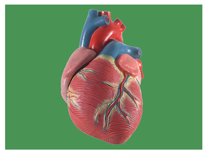 138 heart
