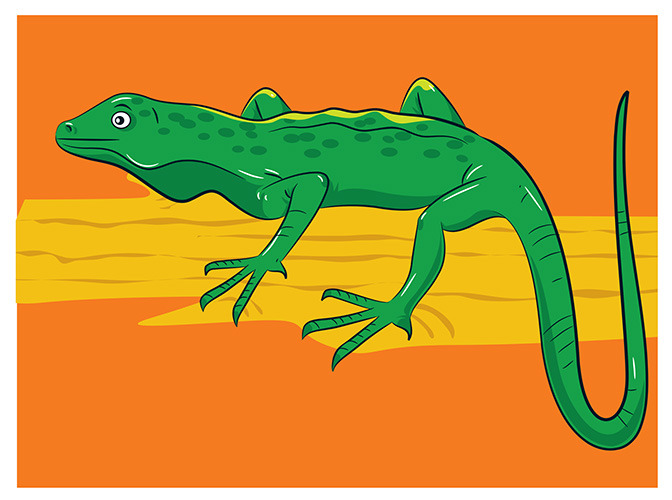 79 lizard