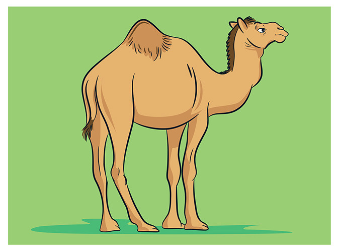 78 camel