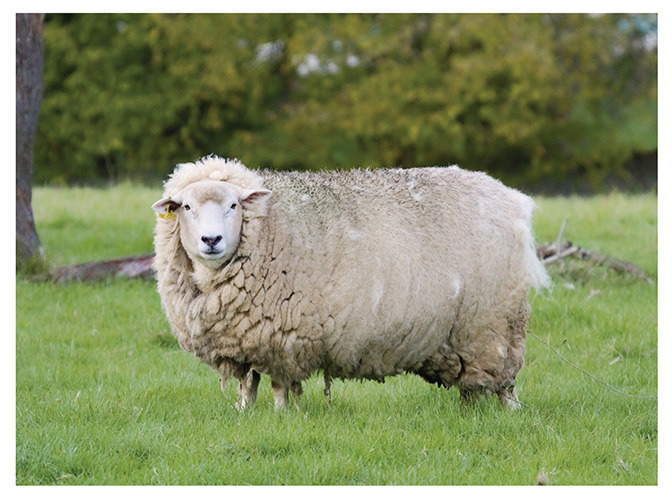88 sheep