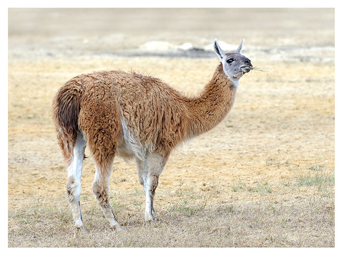 93 llama
