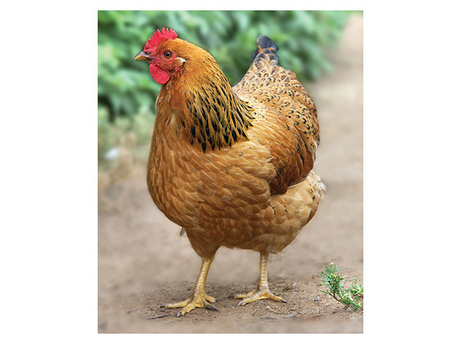 91 chicken
