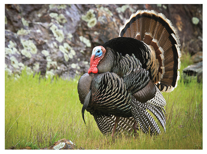 92 turkey