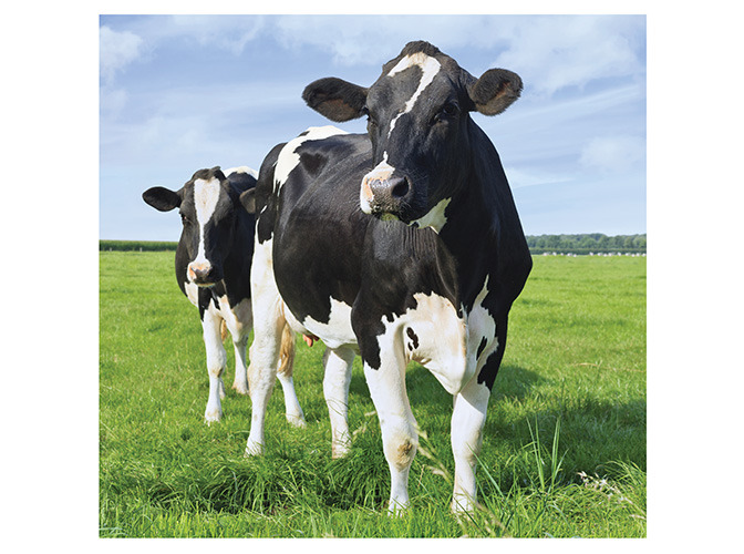 90 cow