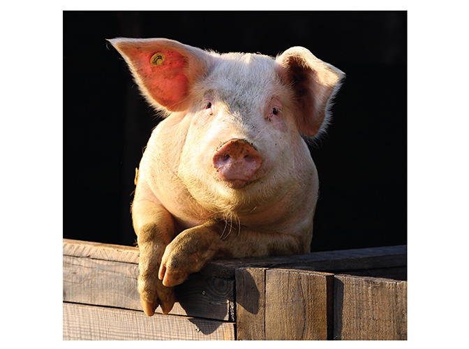 89 pig