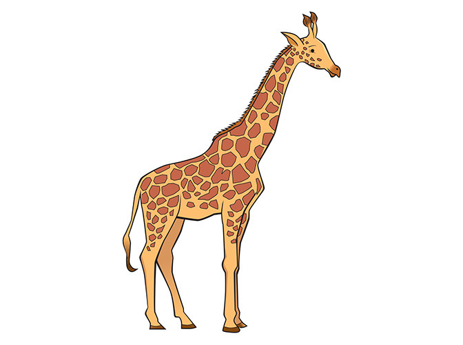 135 giraffe