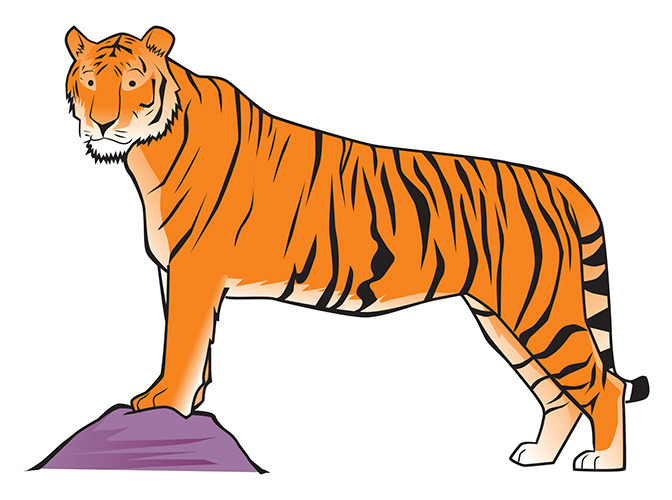 140 tiger