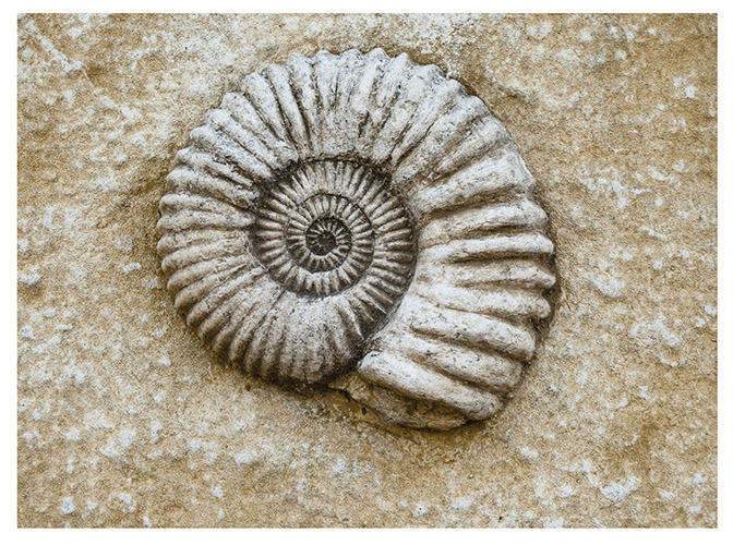 56 fossil