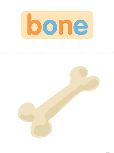 12 bone