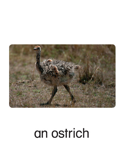 172 an ostrich