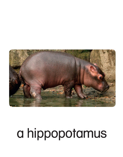 178 a hippopotamus