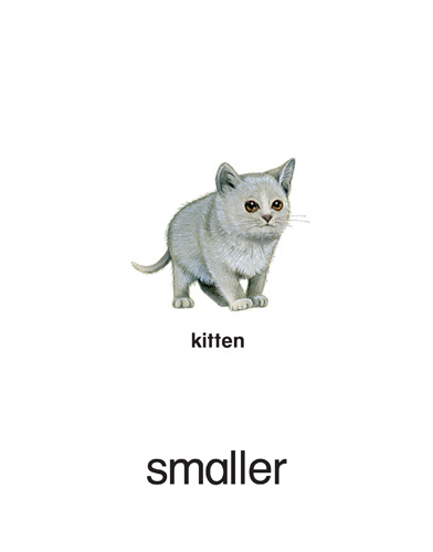 43 smaller - kitten