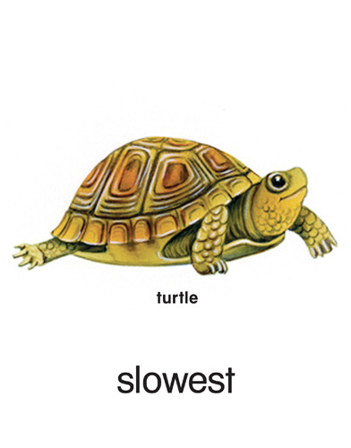 38 slowest - turtle