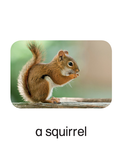 31 a squirrel