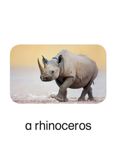 29 a rhinoceros