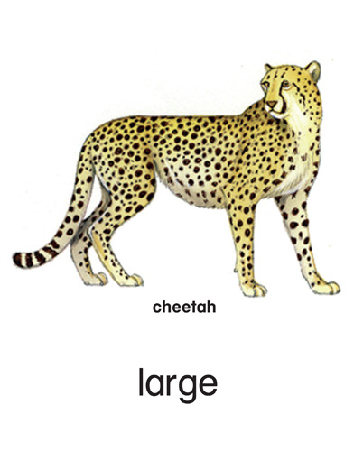 39 large - cheetah