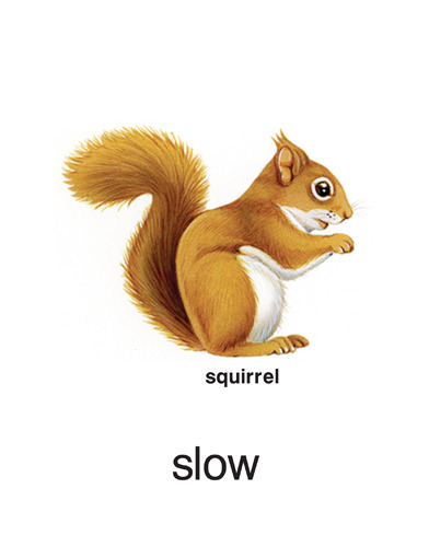 36 slow - squirrel