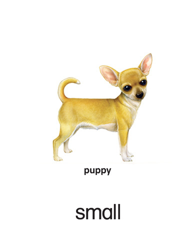 42 small - puppy