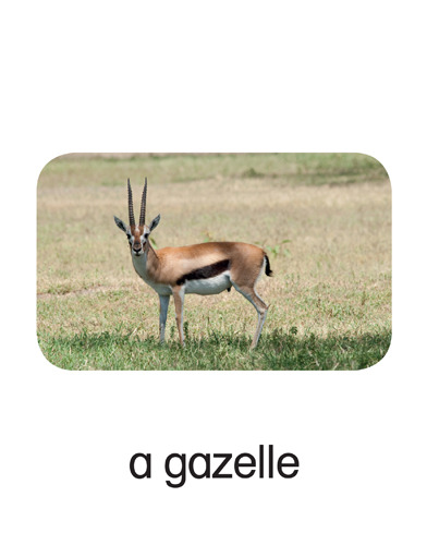 28 a gazelle