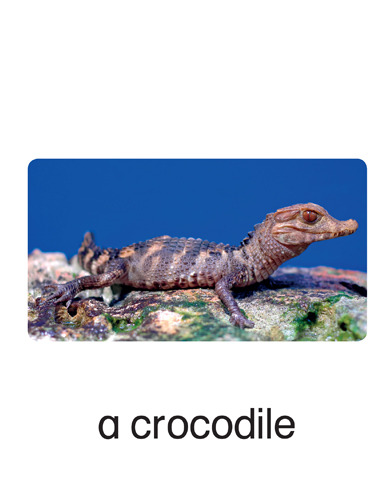 171 a crocodile