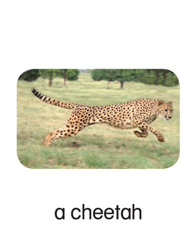 27 a cheetah