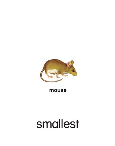 44 smallest - mouse