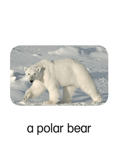 30 a polar bear