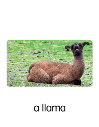 175 a llama