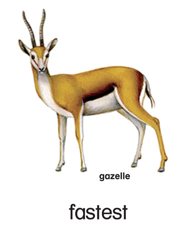 35 fastest - gazelle