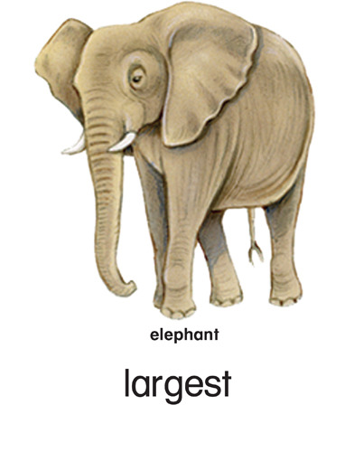 41 largest - elephant