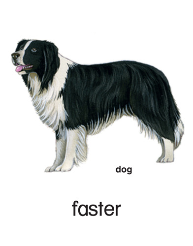 34 faster - dog