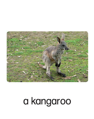 176 a kangaroo